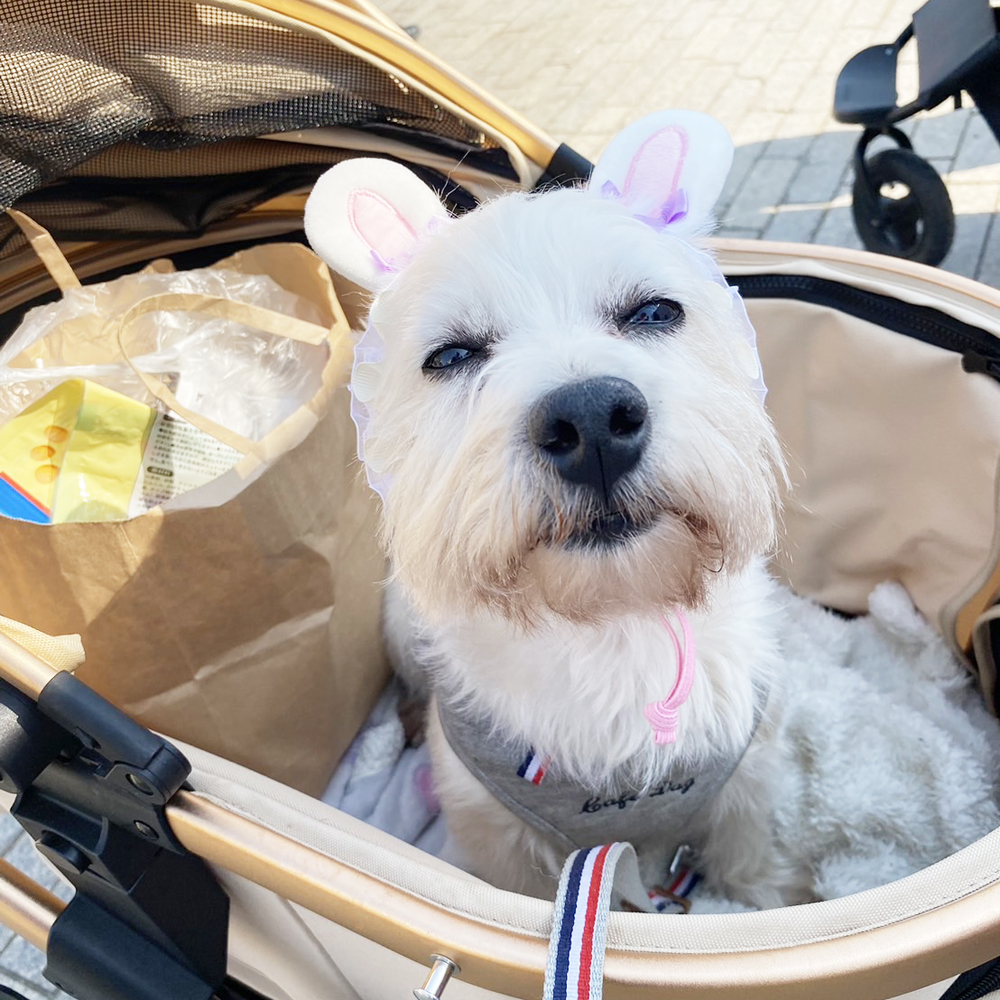 卒業犬のグミちゃんとひのでちゃん☆